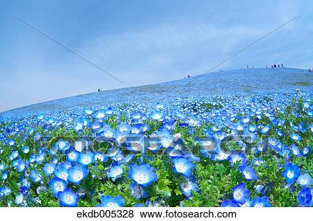 Ibaraki Prefecture, Japan View Large Photo Image Stock Photo - Ibaraki Prefecture, Japan. Fotosearch