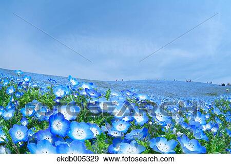 Stock Photo - Ibaraki Prefecture, Japan. Fotosearch