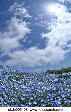 Stock Photo - Ibaraki Prefecture, Japan. Fotosearch