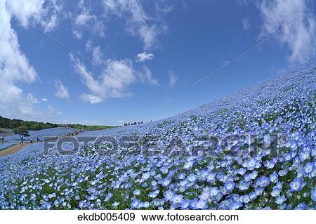 Ibaraki Prefecture, Japan View Large Photo Image Stock Photo - Ibaraki Prefecture, Japan. Fotosearch