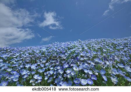 Ibaraki Prefecture, Japan View Large Photo Image Stock Photo - Ibaraki Prefecture, Japan. Fotosearch
