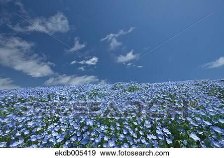 Ibaraki Prefecture, Japan View Large Photo Image Stock Photo - Ibaraki Prefecture, Japan. Fotosearch