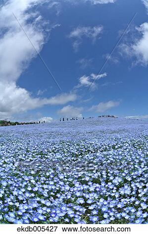 Ibaraki Prefecture, Japan View Large Photo Image Stock Photo - Ibaraki Prefecture, Japan. Fotosearch