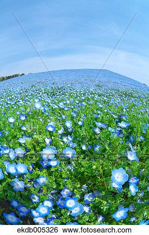 Ibaraki Prefecture, Japan View Large Photo Image Stock Photograph - Ibaraki Prefecture, Japan. Fotosearch