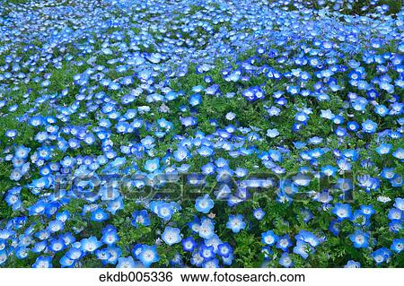 Ibaraki Prefecture, Japan View Large Photo Image Stock Photograph - Ibaraki Prefecture, Japan. Fotosearch