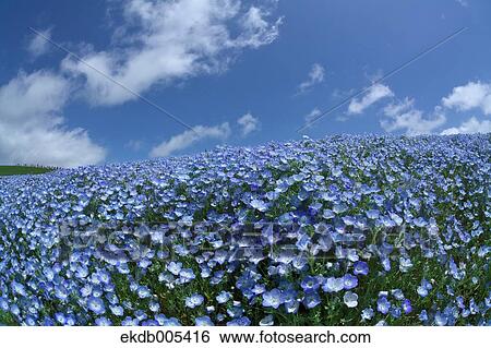Ibaraki Prefecture, Japan View Large Photo Image Stock Photograph - Ibaraki Prefecture, Japan. Fotosearch
