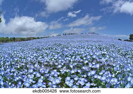 Ibaraki Prefecture, Japan View Large Photo Image Stock Photograph - Ibaraki Prefecture, Japan. Fotosearch
