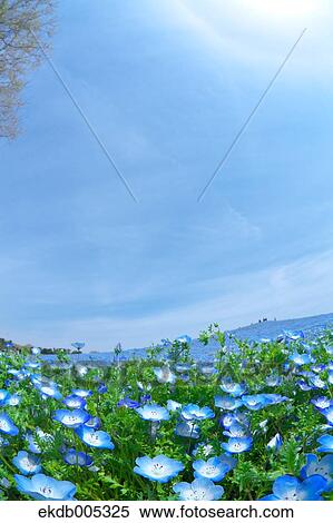 Ibaraki Prefecture, Japan View Large Photo Image Stock Photography - Ibaraki Prefecture, Japan. Fotosearch