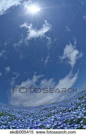 Ibaraki Prefecture, Japan View Large Photo Image Stock Photography - Ibaraki Prefecture, Japan. Fotosearch