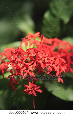 Ixora View Large Photo Image Picture - Ixora. Fotosearch