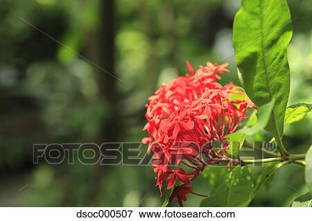 Stock Photo - Ixora. Fotosearch