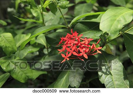 Ixora View Large Photo Image Stock Photo - Ixora. Fotosearch