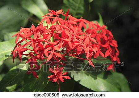 Ixora View Large Photo Image Stock Photograph - Ixora. Fotosearch
