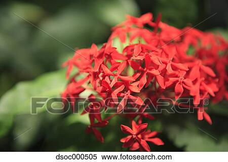 Stock Photography - Ixora. Fotosearch