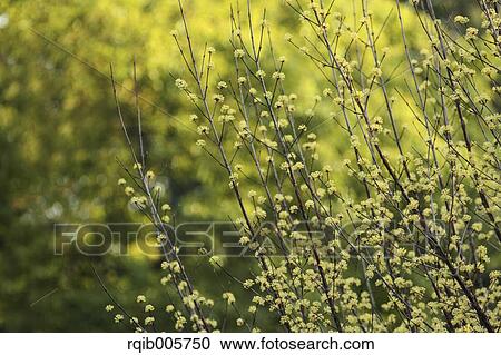 Japanese cornel View Large Photo Image Stock Image - Japanese cornel. Fotosearch