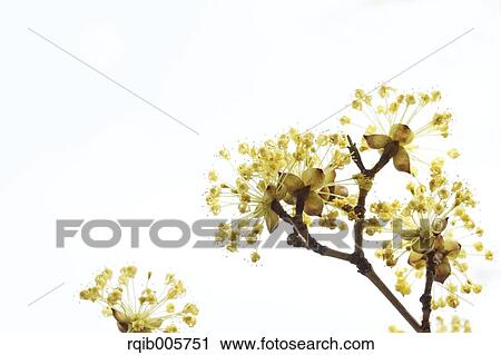 Japanese cornel View Large Photo Image Stock Image - Japanese cornel. Fotosearch