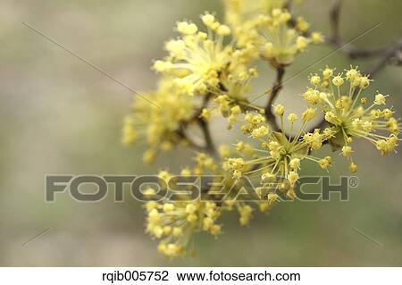 Japanese cornel View Large Photo Image Stock Image - Japanese cornel. Fotosearch