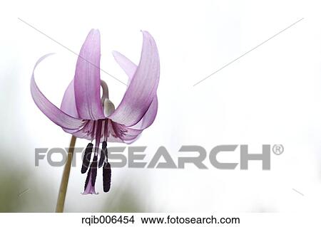 Picture - Japanese dog tooth violet. Fotosearch