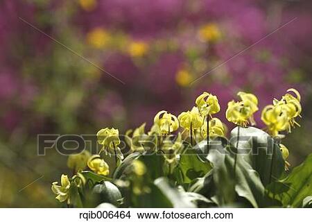 Picture - Japanese dog tooth violet. Fotosearch