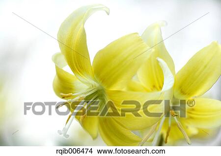 Japanese dog tooth violet View Large Photo Image Picture - Japanese dog tooth violet. Fotosearch