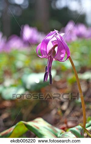 Stock Image - Japanese dog tooth violet. Fotosearch