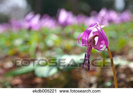 Japanese dog tooth violet View Large Photo Image Stock Image - Japanese dog tooth violet. Fotosearch