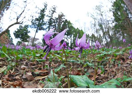 Japanese dog tooth violet View Large Photo Image Stock Image - Japanese dog tooth violet. Fotosearch