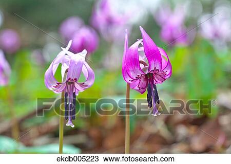 Stock Image - Japanese dog tooth violet. Fotosearch