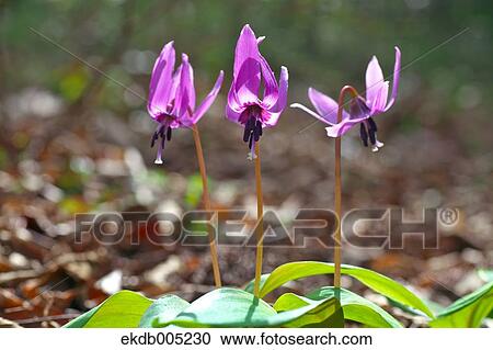 Japanese dog tooth violet View Large Photo Image Stock Image - Japanese dog tooth violet. Fotosearch