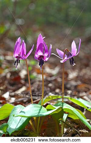 Stock Image - Japanese dog tooth violet. Fotosearch