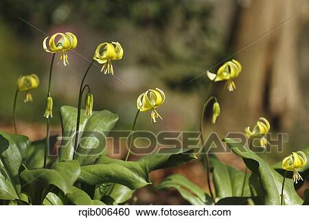 Japanese dog tooth violet View Large Photo Image Stock Image - Japanese dog tooth violet. Fotosearch