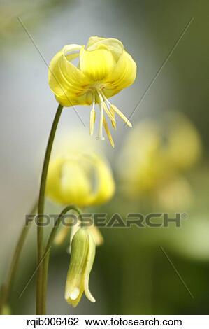 Japanese dog tooth violet View Large Photo Image Stock Image - Japanese dog tooth violet. Fotosearch