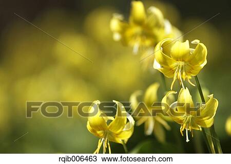 Japanese dog tooth violet View Large Photo Image Stock Image - Japanese dog tooth violet. Fotosearch