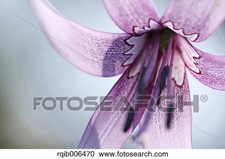 Japanese dog tooth violet View Large Photo Image Stock Image - Japanese dog tooth violet. Fotosearch