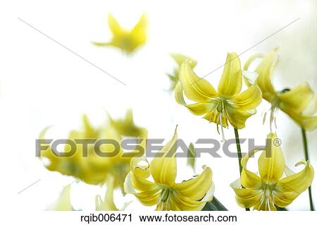Stock Image - Japanese dog tooth violet. Fotosearch
