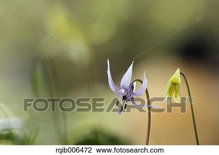 Japanese dog tooth violet View Large Photo Image Stock Image - Japanese dog tooth violet. Fotosearch