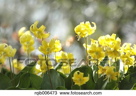 Japanese dog tooth violet View Large Photo Image Stock Image - Japanese dog tooth violet. Fotosearch