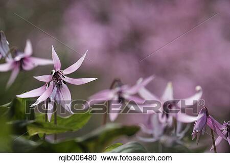 Japanese dog tooth violet View Large Photo Image Stock Image - Japanese dog tooth violet. Fotosearch