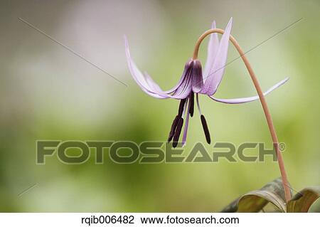 Japanese dog tooth violet View Large Photo Image Stock Image - Japanese dog tooth violet. Fotosearch