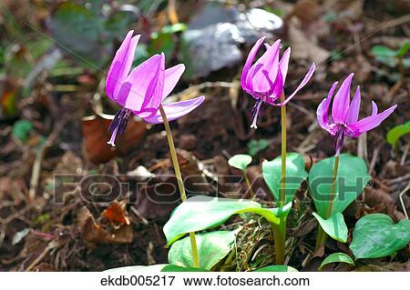 Japanese dog tooth violet View Large Photo Image Stock Photo - Japanese dog tooth violet. Fotosearch