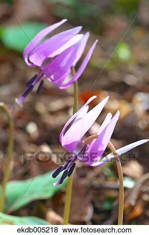 Japanese dog tooth violet View Large Photo Image Stock Photo - Japanese dog tooth violet. Fotosearch