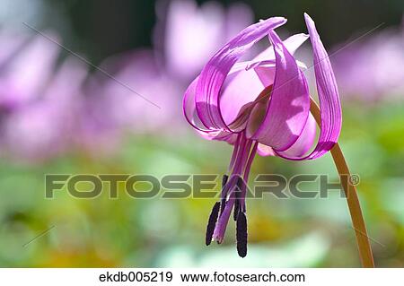 Japanese dog tooth violet View Large Photo Image Stock Photo - Japanese dog tooth violet. Fotosearch
