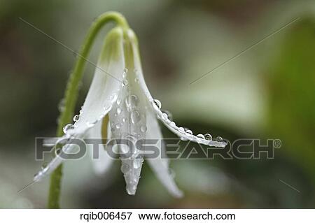 Japanese dog tooth violet View Large Photo Image Stock Photo - Japanese dog tooth violet. Fotosearch