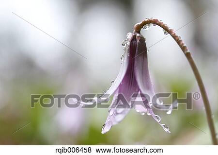 Stock Photo - Japanese dog tooth violet. Fotosearch