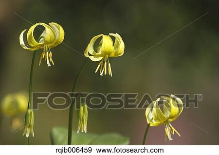 Stock Photo - Japanese dog tooth violet. Fotosearch