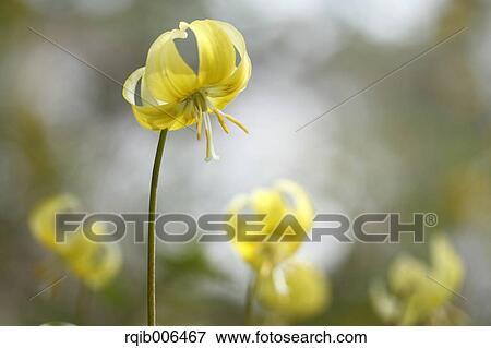 Japanese dog tooth violet View Large Photo Image Stock Photo - Japanese dog tooth violet. Fotosearch