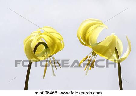 Japanese dog tooth violet View Large Photo Image Stock Photo - Japanese dog tooth violet. Fotosearch
