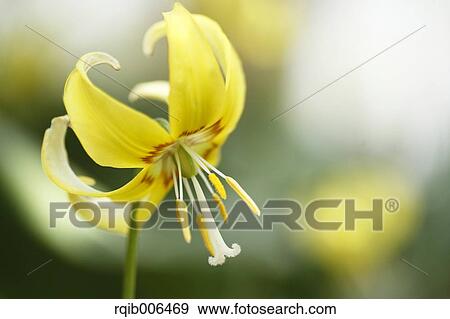 Stock Photo - Japanese dog tooth violet. Fotosearch