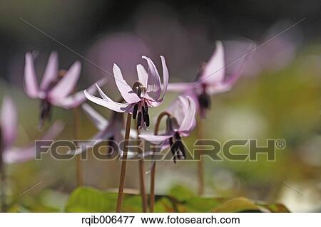 Japanese dog tooth violet View Large Photo Image Stock Photo - Japanese dog tooth violet. Fotosearch