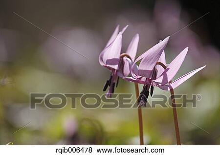 Japanese dog tooth violet View Large Photo Image Stock Photo - Japanese dog tooth violet. Fotosearch